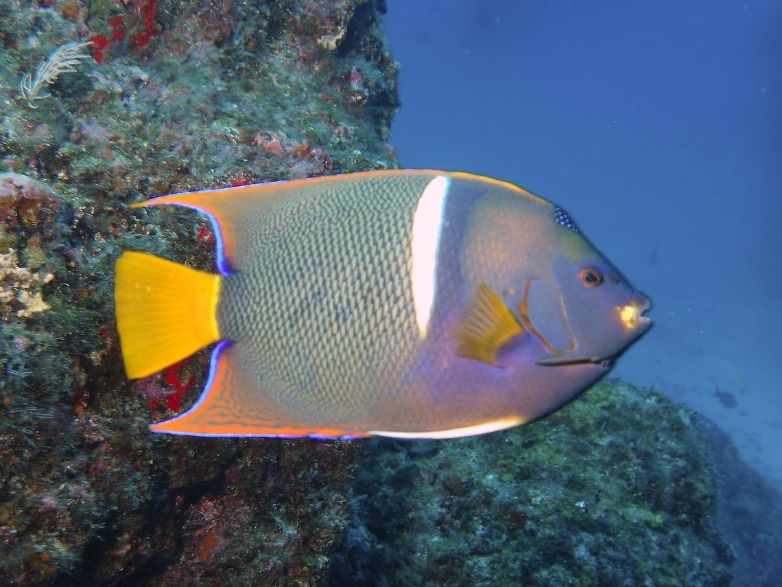 King Angelfish - Holacanthis passer The King Angelfish - Holacanthis passer is dark blue body, brigh yellow tail; conspicuous white bar from base of dorsal to behind base of pectoral fin. &quot;Crown&quot; of iridescent blue spots on middle of forehead. Orange-gold on trailing tips of dorsal and anal fins. Angelfish,Cocos Island,Costa Rica,Fish,Geotagged,Holacanthis passer,Holacanthus passer,King Angelfish,Spring