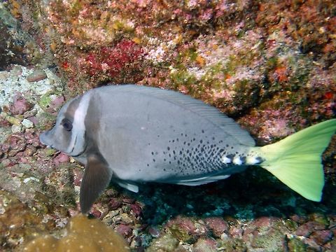 Razor Surgeonfish - Prionurus laticlavius  Cocos Island,Costa Rica,Fish,Geotagged,Prionurus laticlavius,Razor surgeonfish,Spring,Surgeonfish