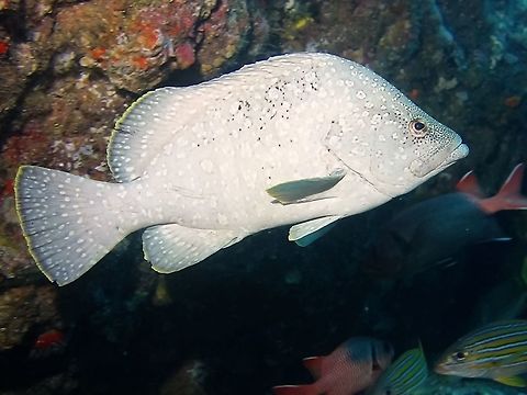 Leather Bass - Dermatolepis dermatolepis The Leather Bass - Dermatolepis dermatolepis has deep body with head sloping down to mouth. Colour mainly grayish with several whitish and darker gray bars on body. Numerous small black spots and white blotches. Usually yellow margins on all fins. Bass,Cocos Island,Costa Rica,Dermatolepis dermatolepis,Fish,Geotagged,Leather Bass,Spring