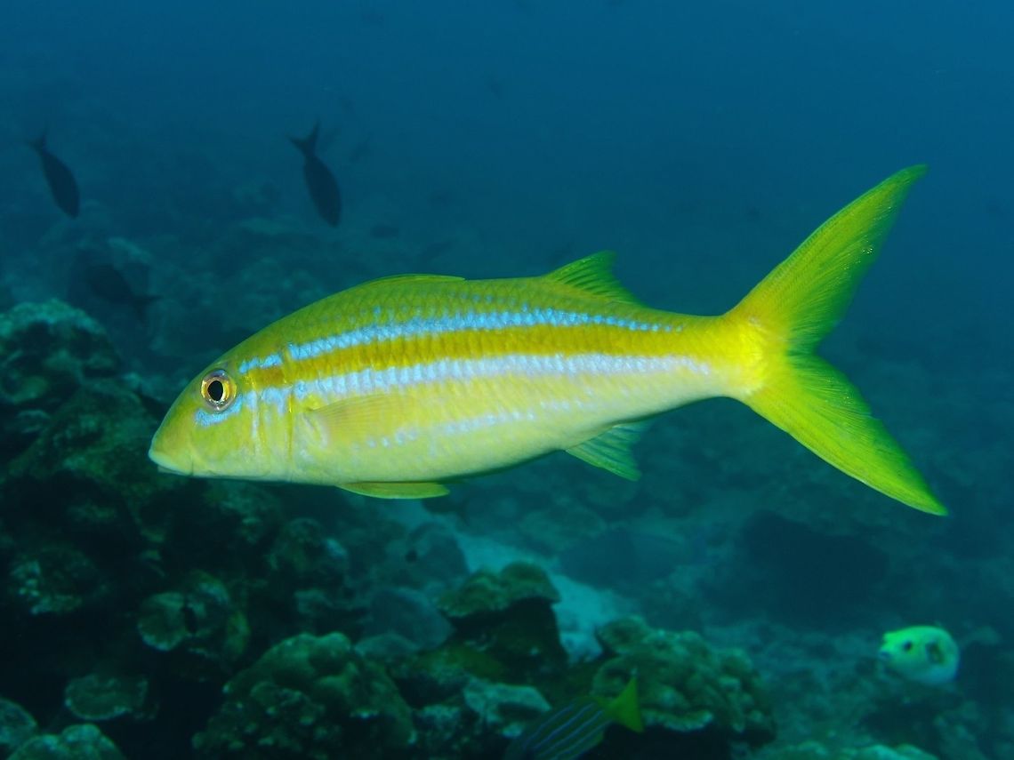 Mexican Goatfish - Mulloidichthys dentatus The Mexican Goatfish - Mulloidichthys dentatus has two barbels below lower jaw. White body with bright yellow stripe from behind eye to yellow tail. Faint blue outlines yellow stripe. Cocos Island,Costa Rica,Fish,Geotagged,Goatfish,Mexican Goatfish,Mulloidichthys dentatus,Spring