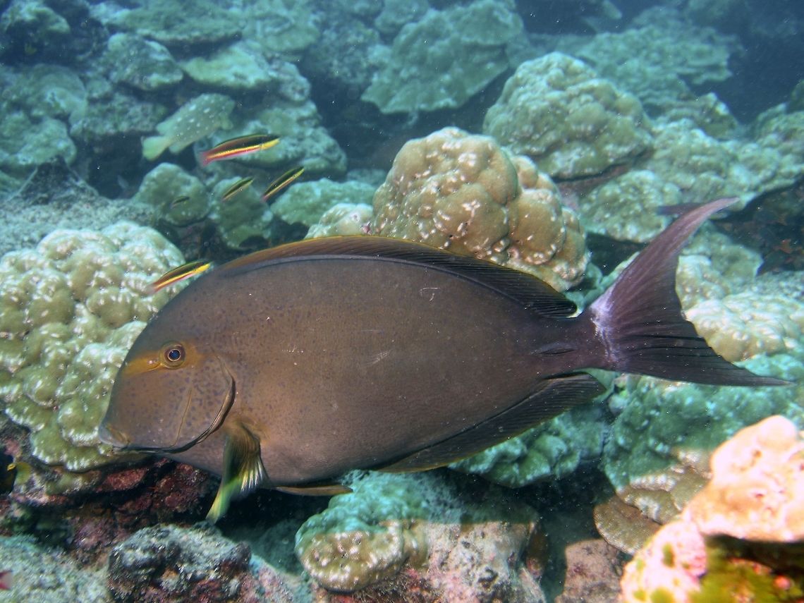 Fined-Lined Surgeonfish - Acanthurus grammoptilus  Acanthurus grammoptilus,Cocos Island,Costa Rica,Fine-Lines Surgeonfish,Fish,Geotagged,Spring,Surgeonfish