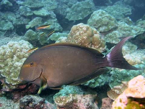 Fined-Lined Surgeonfish - Acanthurus grammoptilus  Acanthurus grammoptilus,Cocos Island,Costa Rica,Fine-Lines Surgeonfish,Fish,Geotagged,Spring,Surgeonfish