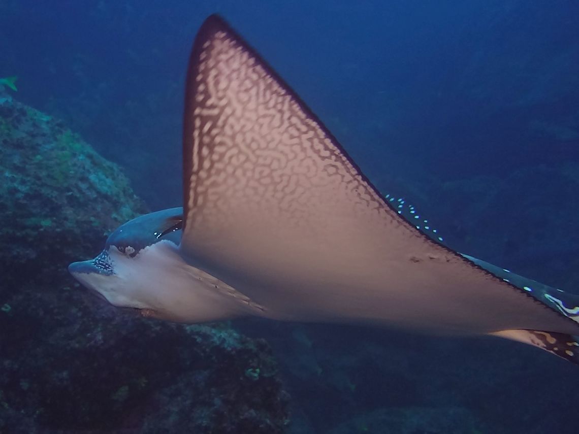 Spotted Eagle Ray - Aetobatus narinari  Aetobatus narinari,Cocos Island,Costa Rica,Eagle Ray,Geotagged,Ray,Spotted eagle ray,Spring