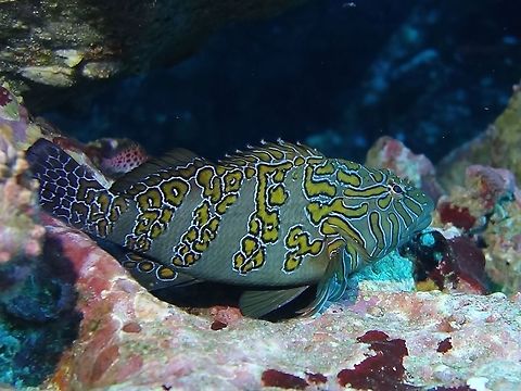 Giant Hawkfish - Cirrhitus rivulatus  Cirrhitus rivulatus,Cocos Island,Costa Rica,Fish,Geotagged,Giant Hawkfish,Giant hawkfish,Hawkfish,Spring