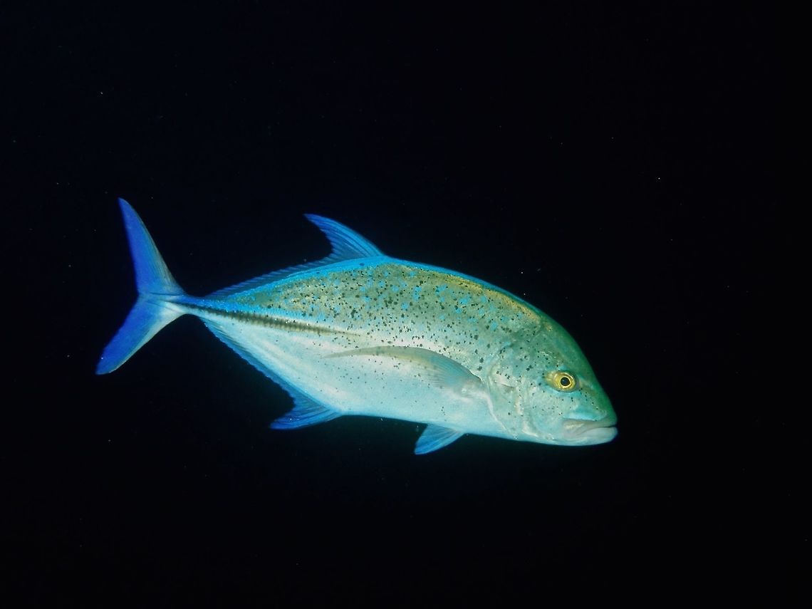Bluefin Trevally - Caranx melampygus                                 Bluefin trevally,Caranx melampygus,Cocos Island,Costa Rica,Geotagged,Jack,Spring,Trevally