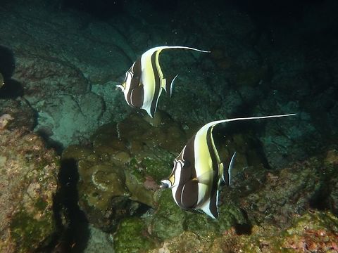 Moorish Idol - Zanchus cornutus  Cocos Island,Costa Rica,Fish,Geotagged,Moorish idol,Spring,Zanclus cornutus