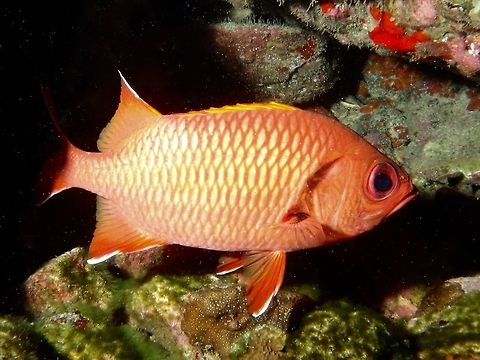 Whitetip Soldierfish - Myripristis vittata The Whitetip Soldierfish - Myripristis vittata is orange-red, white tips on dorsal fin spines, narrow white margins on fins, slightly darkened margin on gill-cover. Cocos Island,Costa Rica,Fish,Geotagged,Myripristis vittata,Soldierfish,Spring,Whittip Soldierfish