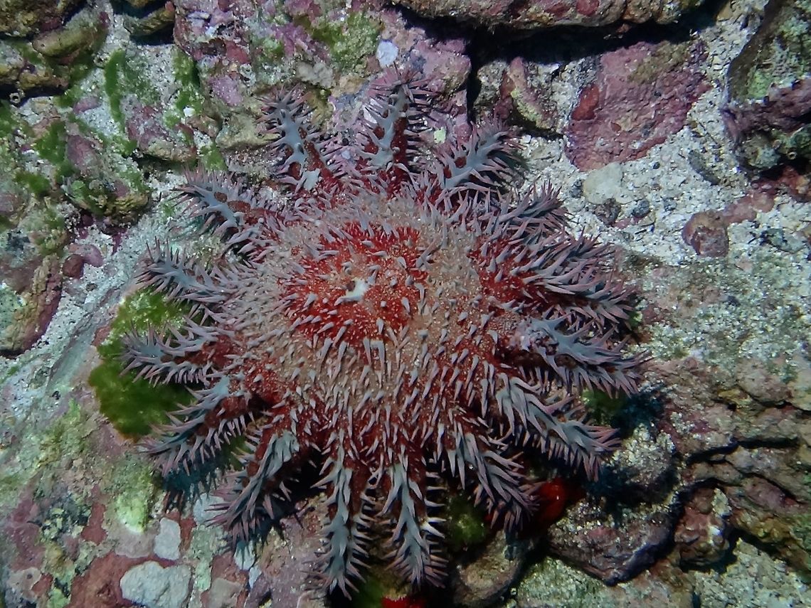 Crown of Thorn - Acanthaster planci  Acanthaster planci,Cocos Island,Costa Rica,Crown-of-thorns starfish,Geotagged,Spring,Starfish