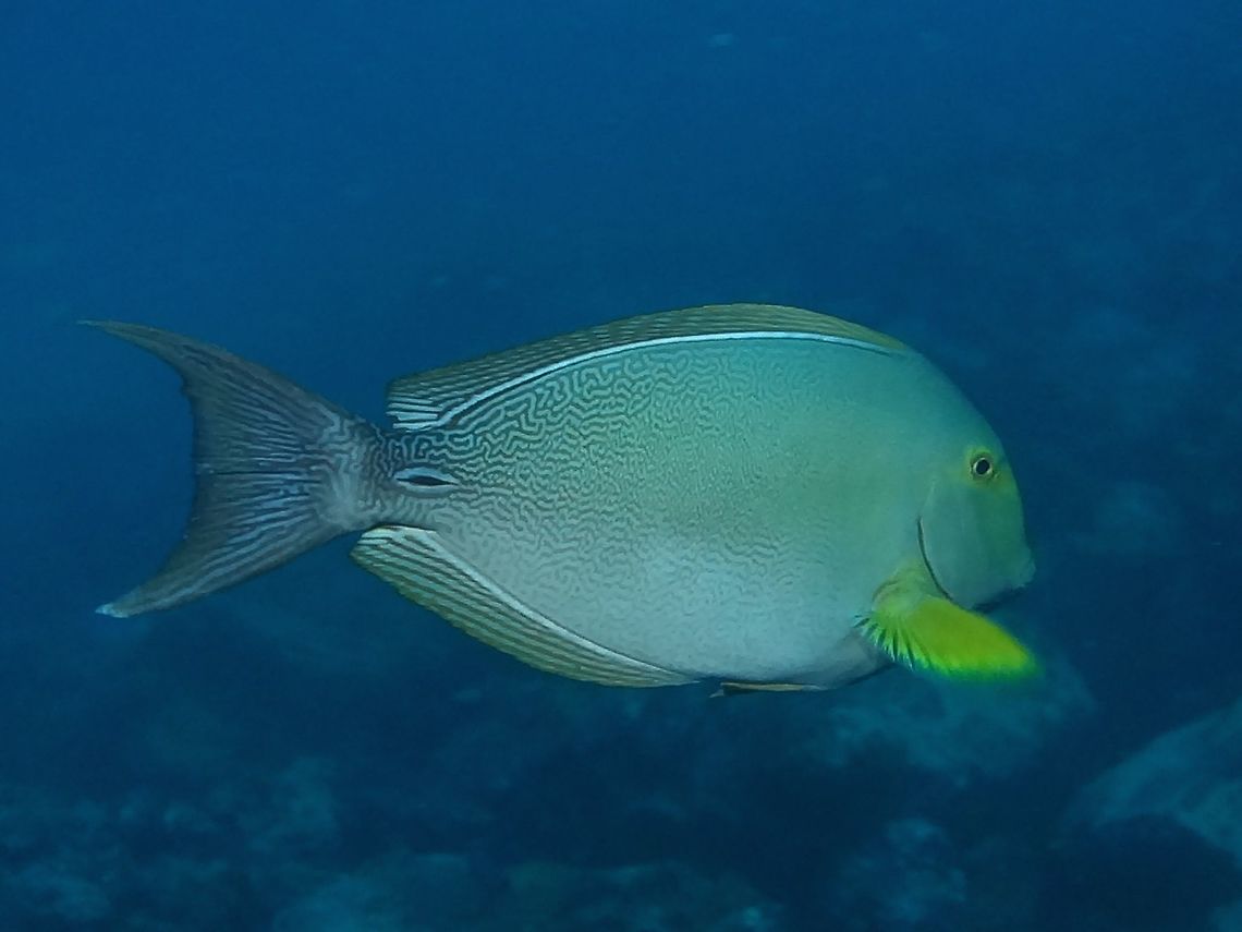 Yellow Tail Surgeonfish - Acanthurus xanthopterus The Yellow Tail Surgeonfish - Acanthurus xanthopterus is Grayish blue to purple disk-shaped body, laterally compressed; yellow areas in front of and behind eyes; yellow on pectoral fins. Dorsal and anal fins with four to five yellow stripes separated by blue; blur band at base of fins. Faint white bar at base of bluish lunate tail; single spine on caudal peduncle. Eyes high on head; single continuous dorsal fin. Acanthurus xanthopterus,Cocos Island,Costa Rica,Fish,Geotagged,Spring,Surgeonfish,Yellowfin surgeonfish