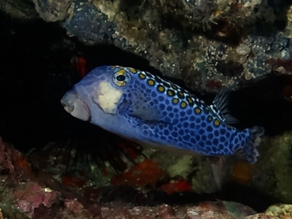 Spotted Boxfish - Ostracion meleagris  Boxfish,Cocos Island,Costa Rica,Fish,Geotagged,Ostracion meleagris,Spotted Boxfish,Spring,White-spotted boxfish