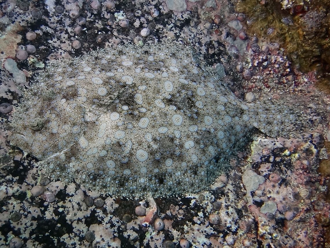 Tropical Flounder - Bothus mancus The Tropical Flounder - Bothus mancus has flat body with both eyes on left (upper) side; thin dark bars on left pectoral fin. Tan background with white and and blue incomplete rings with dark margins and numerous small dark spots. Often three dark, diffuse blotches mid-body. Distance between eyes greater than eye diameter; sometimes tentacles on eyes. Male left pectoral fin elongate. Dorsal and anal fins continuous. Bothus mancus,Cocos Island,Costa Rica,Flounder,Geotagged,Peacock flounder,Spring,Tropical Flouder