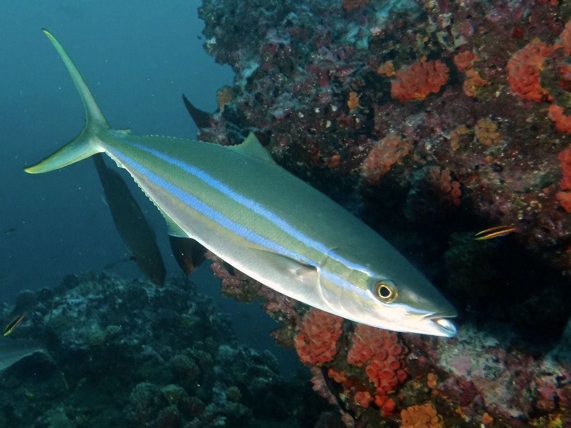 Rainbow Runner - Elagatis bipinnulata                                 Cocos Island,Costa Rica,Elagatis bipinnulata,Fish,Geotagged,Rainbow Runner,Spring
