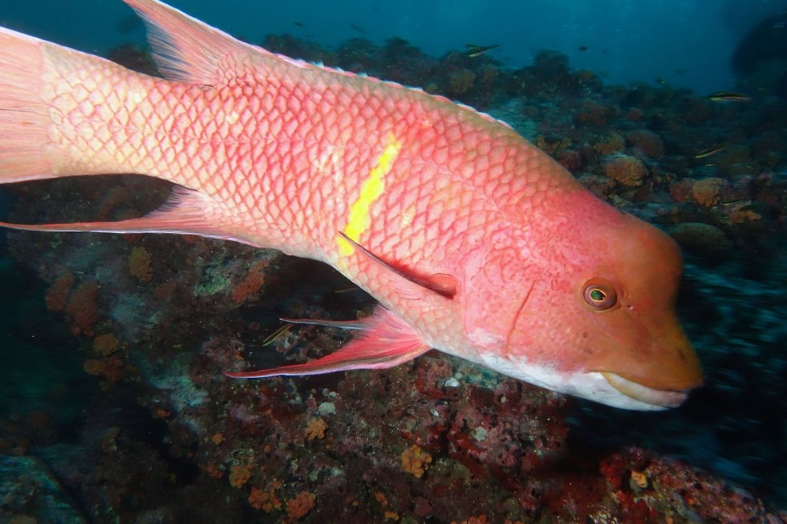 Mexican Hogifish - Bodianus diplotaenia, Terminal Phase - Male The Mexican Hogifish - Bodianus diplotaenia has prominent canine teeth.<br />
Male : greenish gray to reddish brown body with yellow bar mid-body; larger individuals have hump on front of head. Older males with streaming dorsal, anal, pelvic and caudal fins.<br />
Adult Female : with two dark stripes on sides on body and two dark spots on caudal peduncle; caudal peduncle and tail yellow. Pointed snout. Bodianus diplotaenia,Cocos Island,Costa Rica,Fish,Geotagged,Hogfish,Mexican Hogfish,Spring