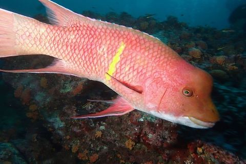 Mexican Hogifish - Bodianus diplotaenia, Terminal Phase - Male The Mexican Hogifish - Bodianus diplotaenia has prominent canine teeth.
Male : greenish gray to reddish brown body with yellow bar mid-body; larger individuals have hump on front of head. Older males with streaming dorsal, anal, pelvic and caudal fins.
Adult Female : with two dark stripes on sides on body and two dark spots on caudal peduncle; caudal peduncle and tail yellow. Pointed snout. Bodianus diplotaenia,Cocos Island,Costa Rica,Fish,Geotagged,Hogfish,Mexican Hogfish,Spring