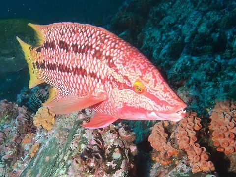 Mexican Hogifish - Bodianus diplotaenia, Initial Phase  Bodianus diplotaenia,Cocos Island,Costa Rica,Fish,Geotagged,Hogfish,Mexican Hogfish,Spring