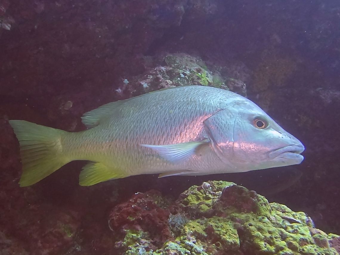 Amarillo Snapper - Lutjanus argentiventris The Amarillo Snapper - Lutjanus argentiventris has silver head, body pale yellow shading to bright yellow on tail, caudal peduncle, dorsal and anal fins. Tail truncate. Amarillo Snapper,Cocos Island,Costa Rica,Fish,Geotagged,Lutjanus argentiventris,Snapper,Spring,Yellow Snapper