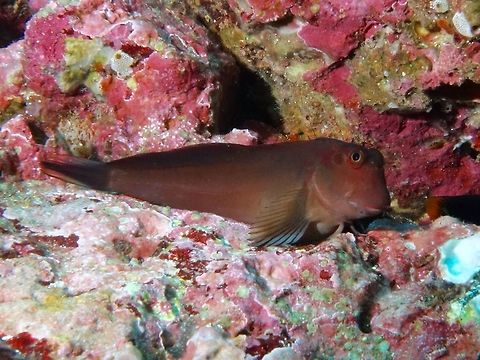Panamic Fanged Blenny - Ophioblennius steindachneri  Blenny,Cocos Island,Costa Rica,Fang Blenny,Geotagged,Large-banded blenny,Ophioblennius steindachneri,Panamic Fang Blenny,Spring