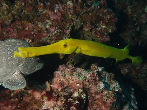 Trumpetfish - Aulostomus chinensis  Aulostomus chinensis,Chinese trumpetfish,Cocos Island,Costa Rica,Fish,Geotagged,Spring,Trumpetfish