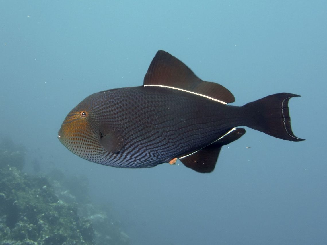 Blackfin Triggerfish - Melichthys niger  Black triggerfish,Blackfin Triggerfish,Cocos Island,Costa Rica,Fish,Geotagged,Melichthys niger,Spring,Triggerfish