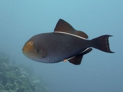 Blackfin Triggerfish - Melichthys niger Black triggerfish,Blackfin Triggerfish,Cocos Island,Costa Rica,Fish,Geotagged,Melichthys niger,Spring,Triggerfish