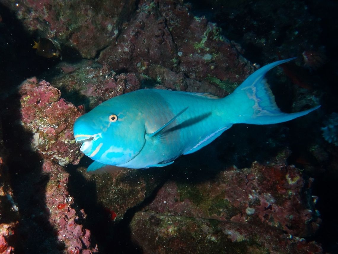 Bicolor Parrotfish - Scarus rubroviolaceus The Bicolor Parrotfish - Scarus rubroviolaceus has fused front teeth into beak-like plates, front of head blunt. Terminal male blue to green, with anterior portion of body usually slightly darker. Pink band bordered by blue bands under lower jaw; tail lunate. Initial phase anterior portion of body brown to reddish brown abruptly becoming light gray with markings in brown and red. Tail slightly emarginate and reddish; pelvic fins red. Bicolor Parrotfish,Cocos Island,Costa Rica,Ember parrotfish,Fish,Geotagged,Parrotfish,Scarus rubroviolaceus,Spring