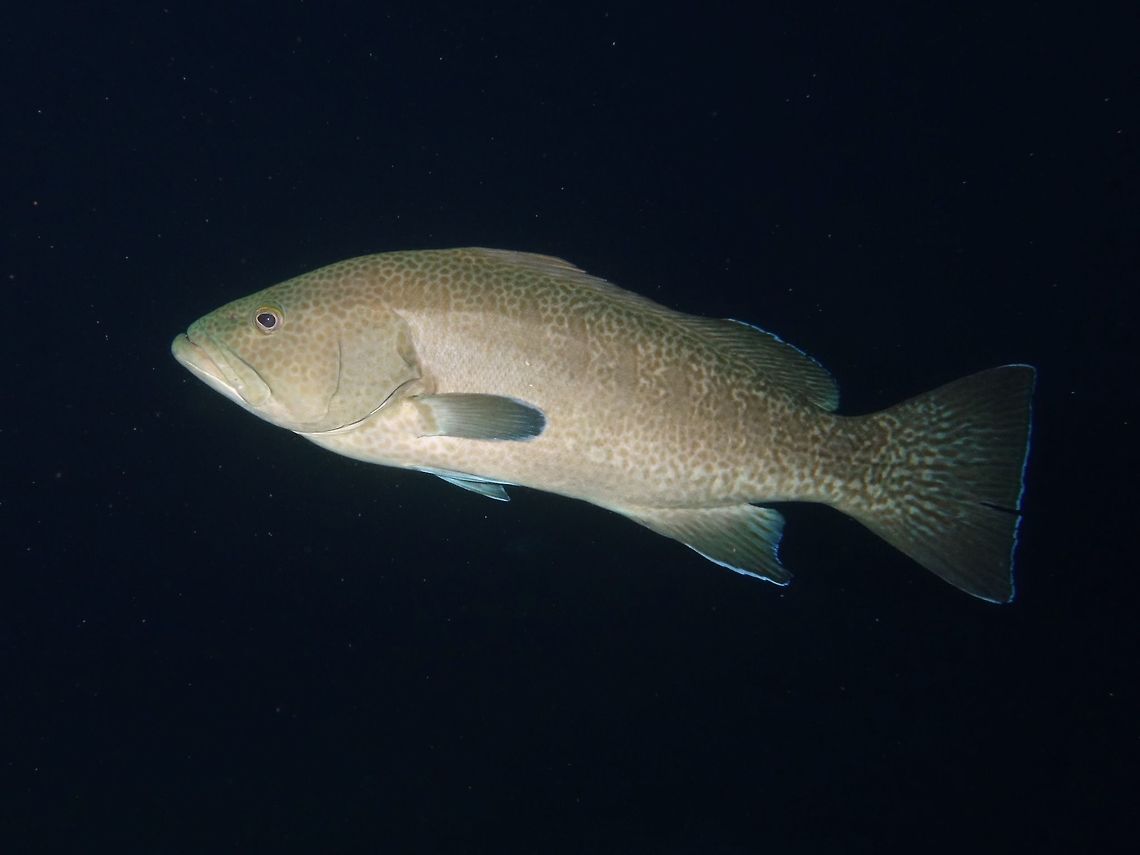 Sailfin Grouper - Mycteroperca olfax  Cocos Isalnd,Costa Rica,Fish,Geotagged,Grouper,Mycteroperca olfax,Sailfin grouper,Spring