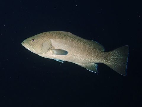 Sailfin Grouper - Mycteroperca olfax  Cocos Isalnd,Costa Rica,Fish,Geotagged,Grouper,Mycteroperca olfax,Sailfin grouper,Spring