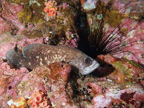 Mottled Soapfish - Rypticus bicolor The Mottled Soapfish - Rypticus bicolor is mottled gray-brown body with irregular light yellowish spots and blotches on body and fins. Slightly concave from snout to first dorsal fin. Tip of bottom jaw pointed. Eyes far forward and high. Tail rounded. Cocos Island,Costa Rica,Fish,Geotagged,Mottled Soapfish,Rypticus bicolor,Soapfish