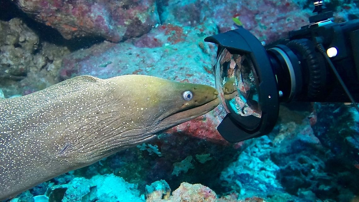 Looking into the Mirror The Fine Spotted Moray Eel - Gymnothorax dovii has body with dark olive-brown to black with numerous white spots on head, body and dorsal fin. Heavy, long snake-like body and pointed snout; no pectoral fins. Cocos Island,Costa Rica,Eel,Fine Spotted Moray Eel,Geotagged,Gymnothorax dovii,Moray,Moray Eel,Spring