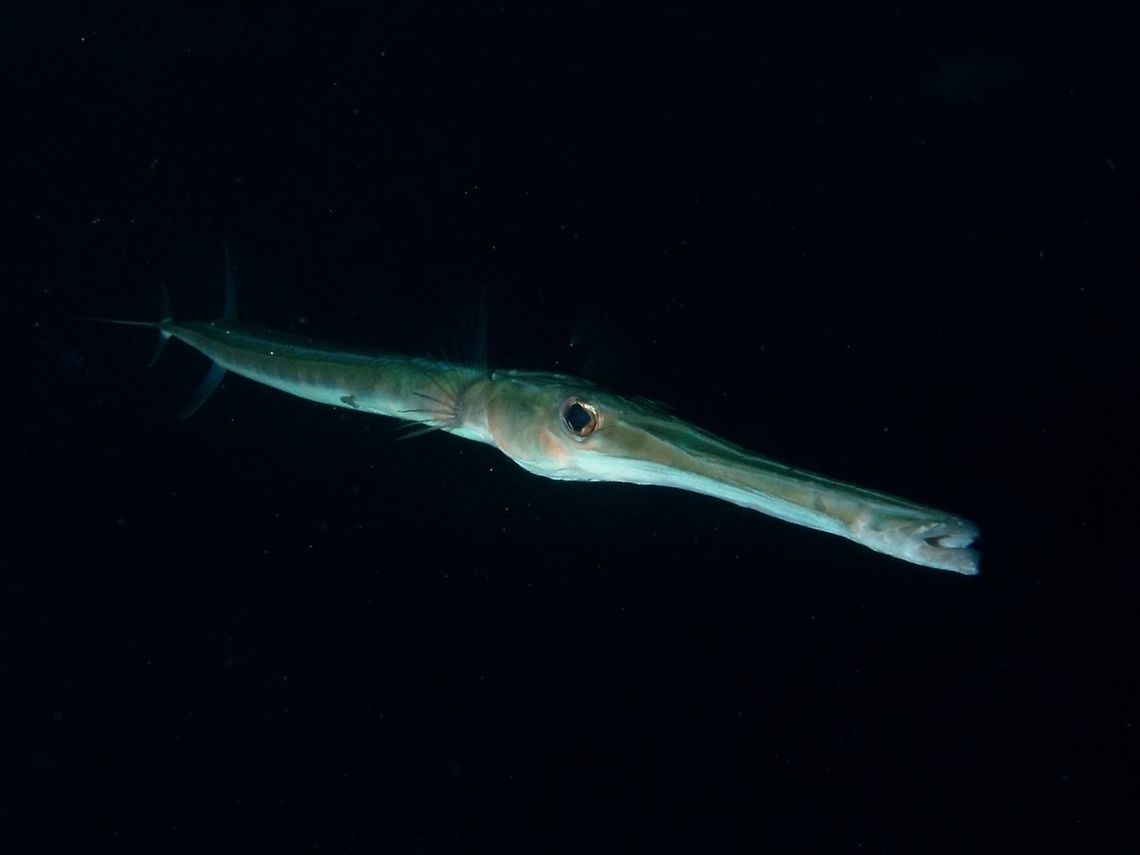 Blue Spotted Cornetfish - Fistularia commersonii  Bluespotted cornetfish,Cocos Island,Cornetfish,Costa Rica,Fish,Fistularia commersonii,Flutemouth,Geotagged,Spring