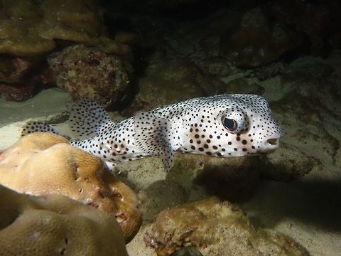 Spotted Burrfish - Chilomycterus reticulatus  Chilomycterus reticulatus,Cocos Island,Costa Rica,Fish,Geotagged,Spotfin burrfish,Spotted Burrfish,Spotted Porcupinefish,Spring