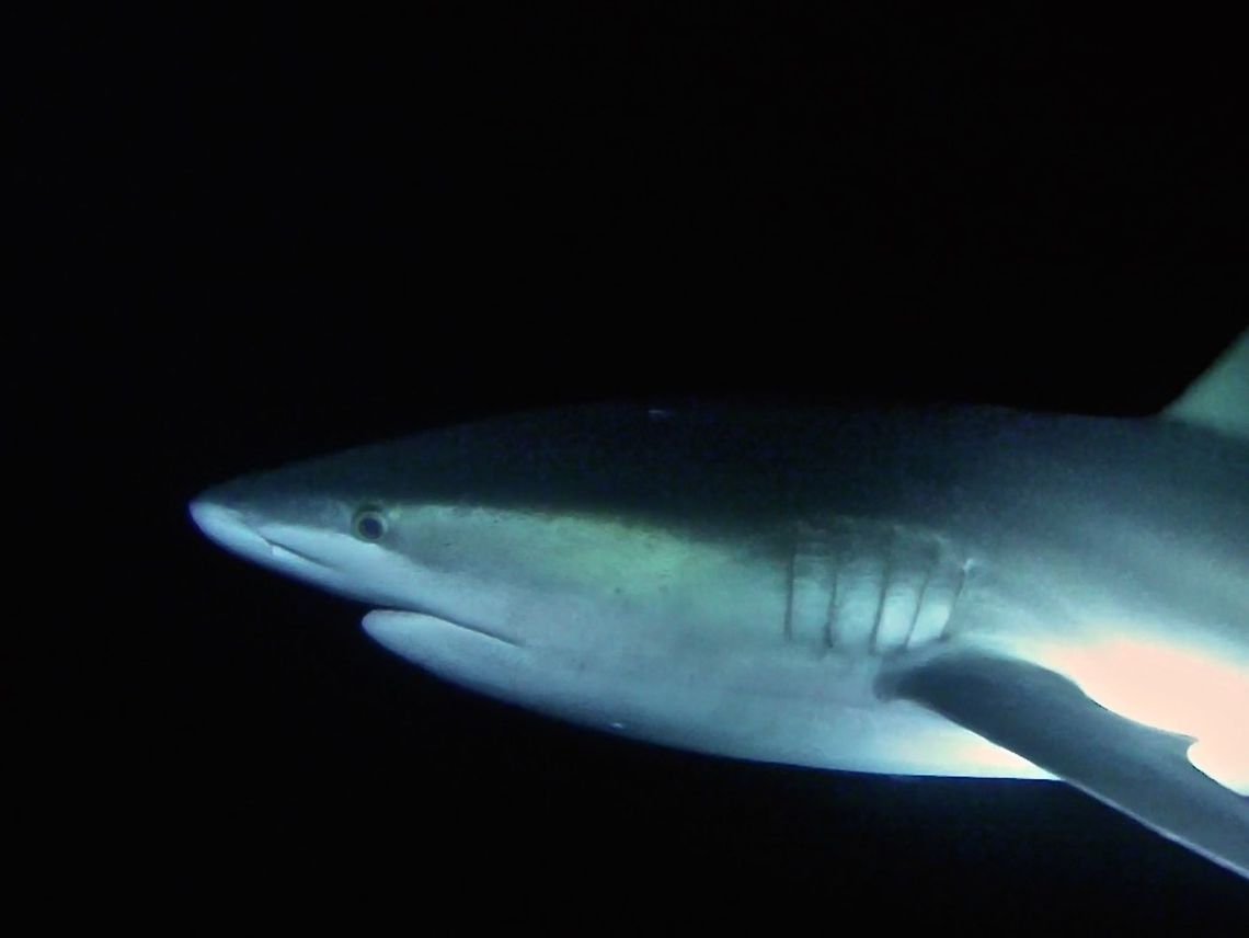 Galapagos Shark - Carcharhinus galapagensis The Galapagos Shark - Carcharhinus galapagensis has moderately large first dorsal fin begins above inner margin of pectoral fin; tip pointed to somewhat rounded. Body brownish gray above,  white below.  They can grow up to 3.7 meters length.<br />
<br />
This Galapagos Shark was seen during a night dive, we saw more of them during day time, where they are more 'relax'.  They hunt during night time.<br />
<br />
It was only after our first night dive that the guides showed us footages captured a few weeks before us, where a Galapagos Sharks was hunting among White Tip Sharks and during a 'feeding frenzy' session when one of the White Tip Shark was 'aggressively' inserting its head into crevices of corals and was in a vertical position, this Galapagos Shark swam to it and bite it!  In less than 15 seconds, the 1.5 meters White Tip Shark disappeared into the mouth of the Galapagos Shark!  That was kind of scary, thinking we were not aware how aggressive this Galapagos Sharks can be! Carcharhinus galapagensis,Cocos Island,Costa Rica,Galapagos shark,Geotagged,Shark,Spring