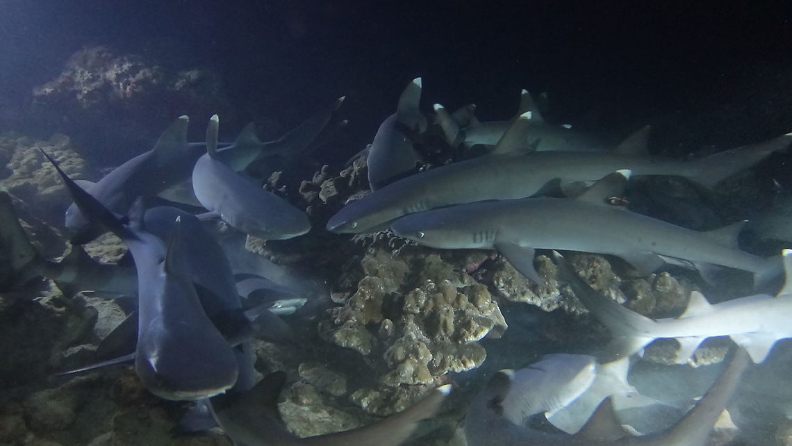 White Tip Reef Sharks hunting at night The White Tip Reef Sharks - Triaenodon obesus hunts during night time for reef fish, octopus, lobsters and moray eels.  During this night dive, we can see White Tip Reef Sharks all over the place, hundreds of them and sometimes, we do see the Galapagos Sharks coming in to hunt the White Tip Sharks! Cocos Island,Costa Rica,Geotagged,Shark,Spring,Triaenodon obesus,Whitetip Reef Shark