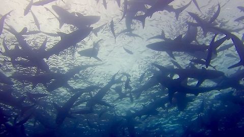 Fish Soup During our dive trip to Cocos Island, we were very fortunate to encounter a bait-ball.
A bait-ball is when the predator fish and dolphins have cordoned off a group of small fishes like Sardines and then began to feed among them, until they are practically all gone.  During this bait-ball, the gannet birds will also be feeding among the fishes.

This was quite an amazing encounter, which I have previously experienced during Sardine Run in South Africa but none of my friends who joined on this trip have experienced it before.  However, our dive guide was very cautious, as 'officially', we were not supposed to get into the water to dive in this situation but I kept telling him that it is OK that we want to dive there!  He reluctantly let us into the water but cautioned us to stay a distance away, so even though we enjoyed the encounter, it was very difficult to get good footages of the actions without being able to get near them.

During this bait-ball feeding, we saw Bottle-nose Dolphins, Silky Sharks, Black Tip Sharks, Galapagos Sharks, Dog Tooth Tunas, Giant Trevally and other predator fishes.  A very memorable encounter. Bait Ball,Cocos Island,Costa Rica,Dolphin,Geotagged,Shark,Spring,Trevally,Tunas,gannet
