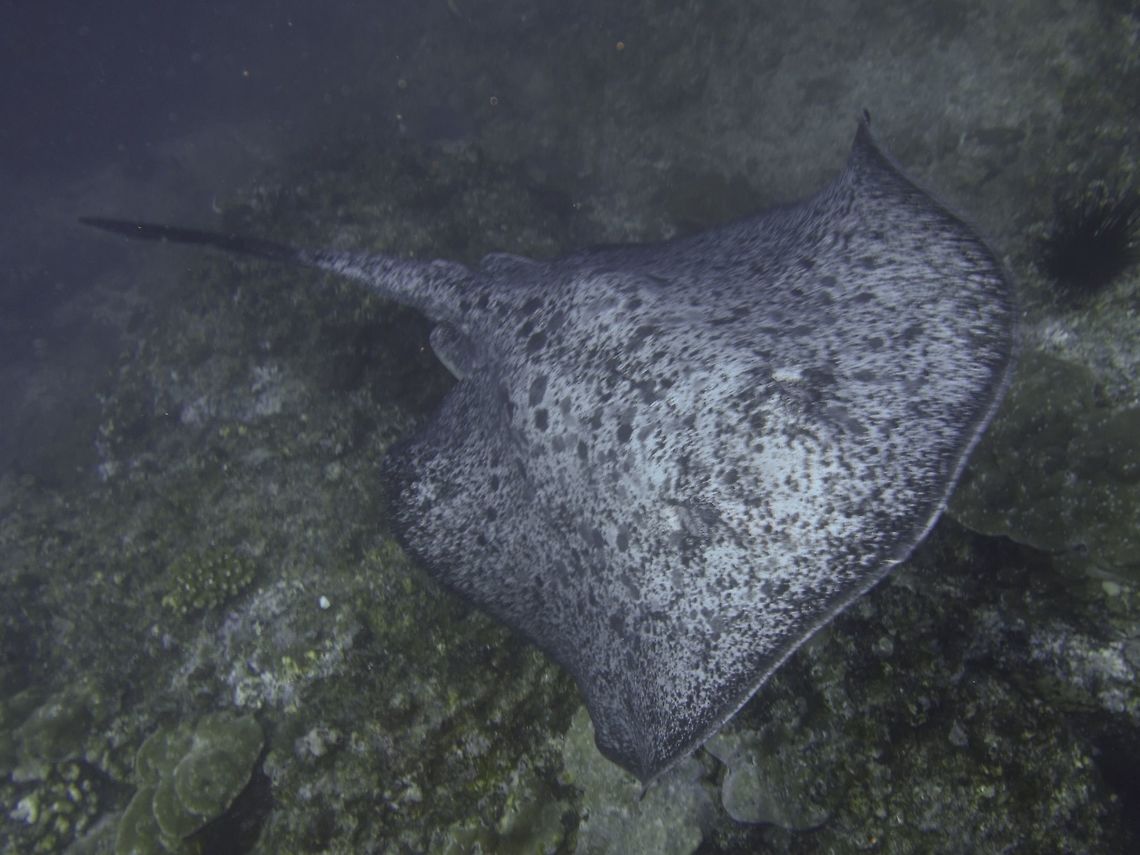Marbled Ray - Taeniura meyeni  Cocos Island,Costa Rica,Geotagged,Marbled Ray,Ray,Round ribbontail ray,Spring,Taeniura meyeni