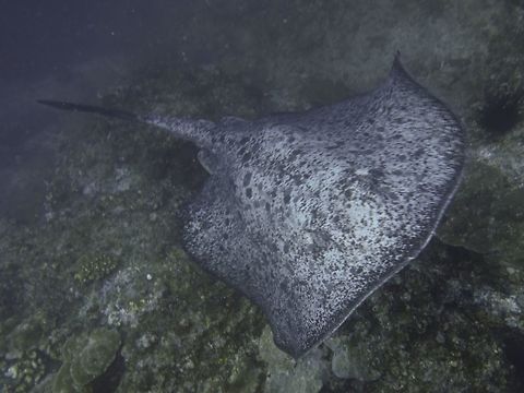 Marbled Ray - Taeniura meyeni  Cocos Island,Costa Rica,Geotagged,Marbled Ray,Ray,Round ribbontail ray,Spring,Taeniura meyeni