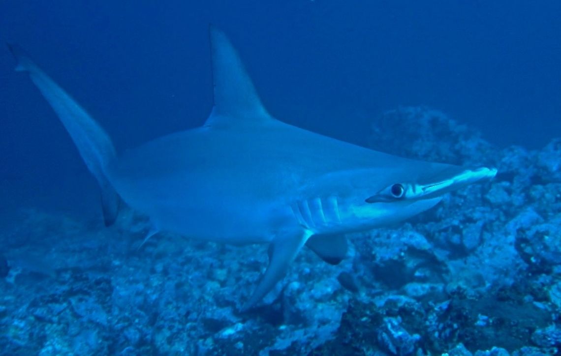 Scalloped Hammerhead Shark - Sphyrna_lewini  Cocos Island,Costa Rica,Geotagged,Hammerhead Shark,Scalloped Hammerhead Shark,Scalloped hammerhead,Shark,Sphyrna lewini,Spring