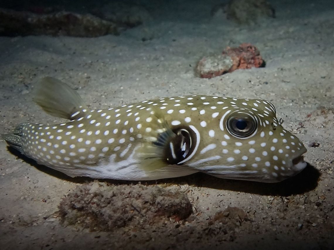 Reticulated Pufferfish - Arothron reticularis The Reticulated Pufferfish - Arothron reticularis is brown with white spots on back and rear body and tail, white bands encircle eye and pectoral fin base, white curved bands run from head to belly. Arothron reticularis,Cocos Island,Costa Rica,Fish,Geotagged,Pufferfish,Reticulated Pufferfish,Spring