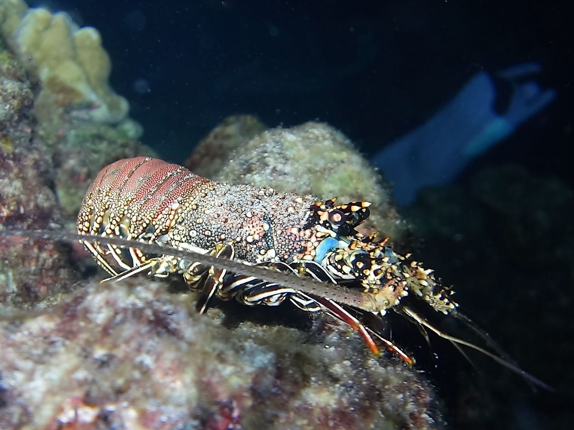 Spiny Lobster  Cocos Island,Costa Rica,Geotagged,Lobster,Panulirus penicillatus,Spiny Lobster,Spring