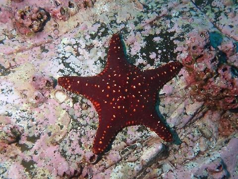 Panamic Cushion Sea Star - Pentaceraster cumingi  Cocos Island,Costa Rica,Geotagged,Panamic cushion seastar,Pentaceraster cumingi,Pin Cushion Sea Star,Sea Star,Spring,Starfish