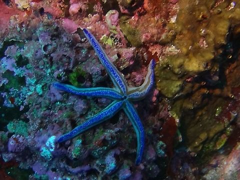 Blue Seastar - Phataria unifascialis  Blue Seastar,Cocos Island,Costa Rica,Geotagged,Phataria unifascialis,Spring,Starfish