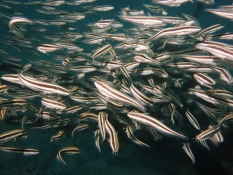 Messy The Striped Catfish - Plotosus lineatus are usually found in groups/school. Catfish,Fish,Geotagged,Mabul,Malaysia,Plotosus lineatus,Spring,Striped eel catfish