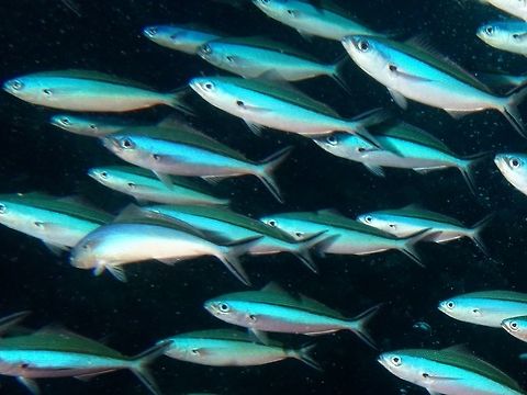 Blue-streak Fusilier - Pterocaesio tile This Blue-streak Fusilier - Pterocaesio tile are usually found in school just off the reef Blue-streak Fusilier,Dark-banded fusilier,Fusilier,Geotagged,Mabul,Malaysia,Pterocaesio tile,Spring