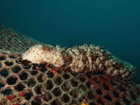 Graffe's Sea Cucumber - Pearsonothuria graeffei  Geotagged,Graeffe's sea cucumber,Mabul,Malaysia,Pearsonothuria graeffei,Sea Cucumber,Spring