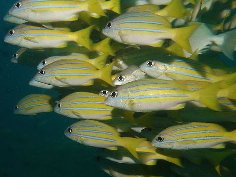 Bluestripe Snapper - Lutjanus kasmira  Bluestripe snapper,Fish,Geotagged,Lutjanus kasmira,Mabul,Malaysia,Snapper,Spring