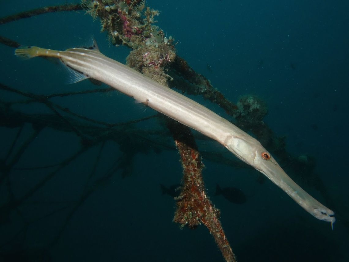 Trumpetfish - Aulostomus maculatu  Aulostomus maculatus,Fish,Geotagged,Mabul,Malaysia,Spring,Trumpetfish