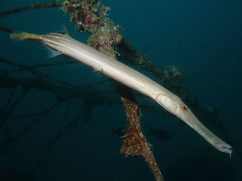 Trumpetfish - Aulostomus maculatu  Aulostomus maculatus,Fish,Geotagged,Mabul,Malaysia,Spring,Trumpetfish