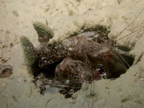 Mantis Shrimp - Lysiosquillina maculata  Geotagged,Lysiosquillina maculata,Mabul,Malaysia,Mantis Shrimp,Shrimp,Spring,Zebra mantis shrimp