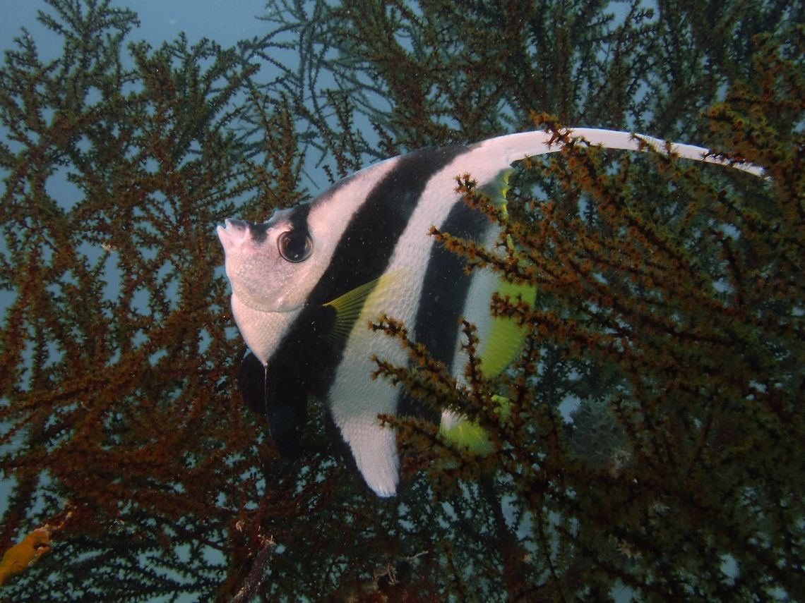 Hiding The Longfin Bannerfish - Heniochus acuminatus are usually found in groups swimming the water column, occasionally found taking a break and hiding among the corals. Bannerfish,Fish,Geotagged,Heniochus acuminatus,Longfin Bannerfish,Mabul,Malaysia,Pennant coralfish,Spring