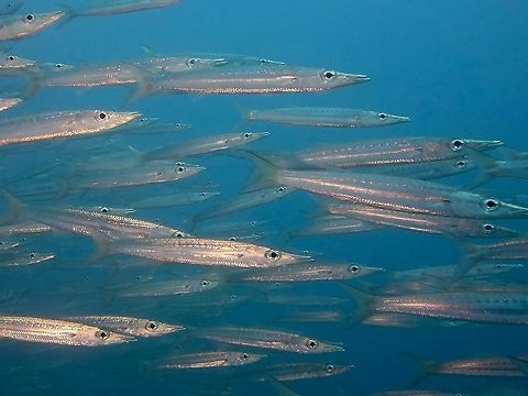 Bigeye Barracuda